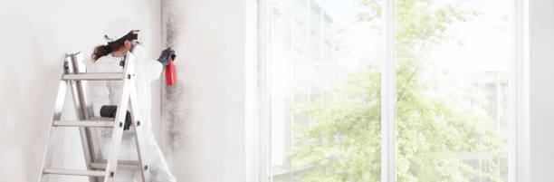 Best Attic Mold Removal  in Algona, IA